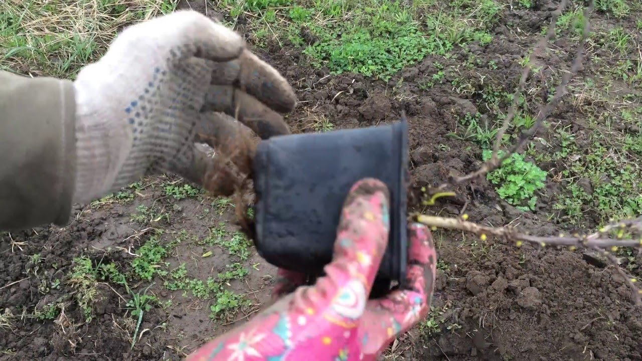 Барбарис Тунберга Грин Карпет. Berberis thunbergii Green Carpet. Посадка 2016.