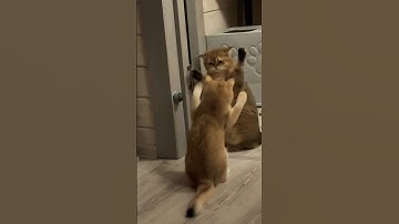 Catnip altercation 🌱 #catvideos #cute #cutecat #catlover