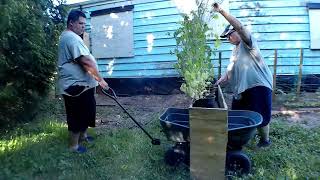 حرکت بزرگ برای لوبیا زرد و نخود #باغبانی #تخت باغ