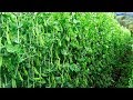 Snow Pea Farming and Harvest - Snow Pea Cultivation