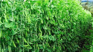 Snow Pea Farming and Harvest - Snow Pea Cultivation
