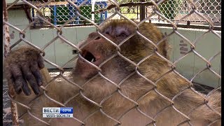 В сочинский обезьяньем питомнике ждут пополнения макаки маготы В сочинский обезьяньем питомнике ждут пополнения макаки маготы