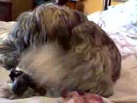 michael vick chew toy youtube