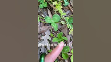 5 & 6-LEAF CLOVER! (VERY RARE TO FIND!) 🙀 🍀