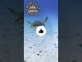 If you are afraid, don&#39;t watch Mata Mata turtle video