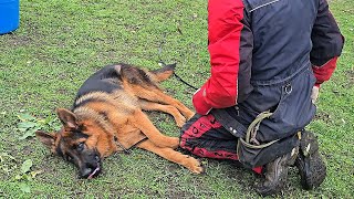 🚷Roy, go to sleep! German Shepherd puppy, 7 months old. Odessa, 2025.