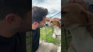 Smiling Beagle