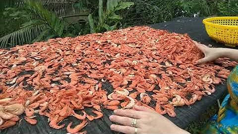 Phơi tôm khô thiên nhiên theo cách truyền thống Năm Căn - Cà mau