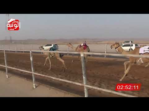 الشوط 8 مشكوره لـ السعيدي حمدان بن سعيد الدرعي 4 41 03 شارة الديوان 2023 9 29 حقايق الرقيعات 