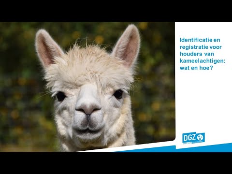 DGZ Webinar kameelachtigen: De identificatie en registratie voor houders van kameelachtigen