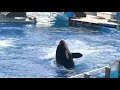 SeaWorld orlando orca encounter