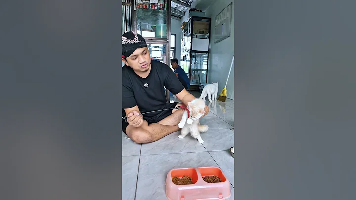 Video 7760101: shorthair munchkin, kucing exotic shorthair