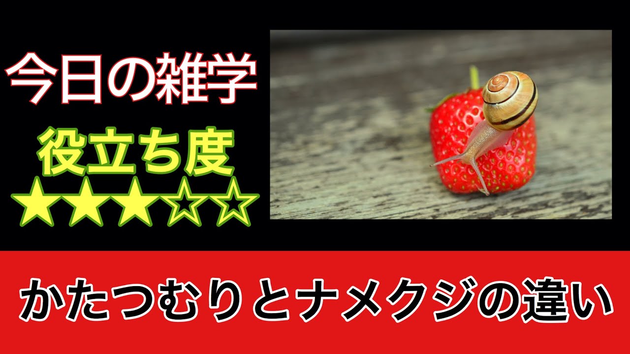 知恵袋 かたつむりとナメクジの違い 暮らしの役立ち情報 Youtube
