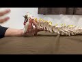 Relationship between autonomic nervous system and tight spine