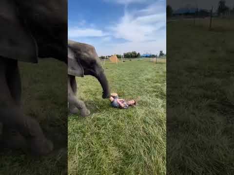 Elephant playing - Elephant playing