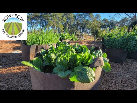 Video: Porta Growing With Vegetables - Plantas vegetarianas para jardinería en contenedores