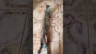 Cat Stretchingnatures Fan