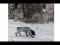 German Shorthaired Pointer Puppies Nc German Shorthaired Pointer Puppies Nc