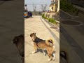 Kugen, a blind rural dog, shows remarkable attention to detail outdoors. Join us to explore the