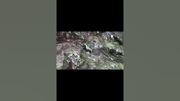 CHEAP RC CRAWLER TIRES  AXIAL SCX24 #shorts