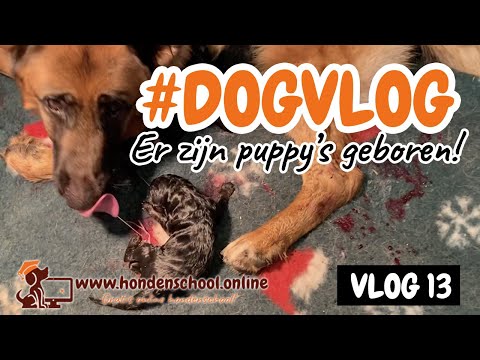 Video: Stop een hond van het rennen aan de deur