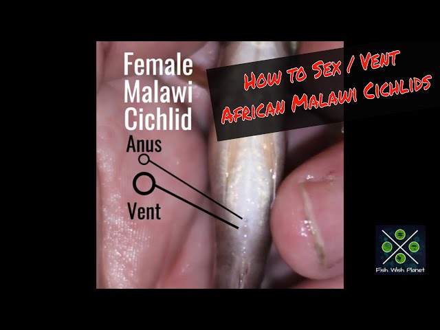 How to Sex African Malawi Cichlids - Venting 