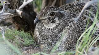 Thunder Feathers: the Life of the Greater Sage-grouse