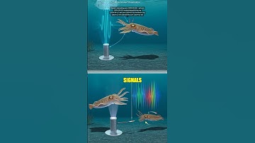 Cuttlefish are not just masters of disguise; they also have a unique way of communicating! These fas