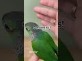 Baby bird evolution in 5 seconds Pyrrhura black capped #birds #parrot