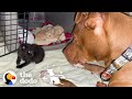 Runt Pittie Puppy Grows Up To Be Obsessed With Kittens | The Dodo Pittie Nation