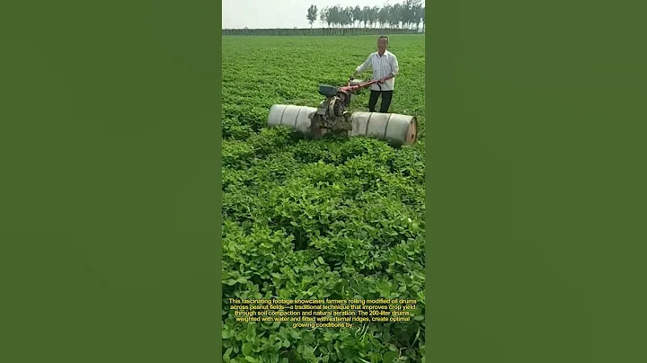 "Innovative Farming: Farmers Use DIY Oil-Drum Rollers to Boost Peanut Yields"