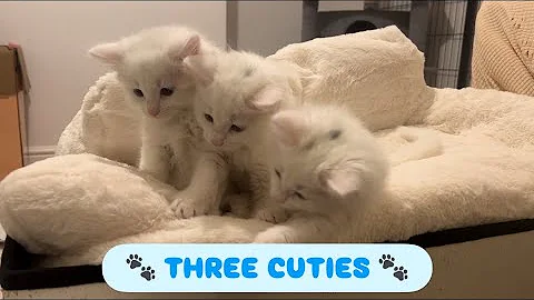 Video 11545241: turkish angora kitten cat, white turkish angora kitten, cute turkish angora kitten, adorable turkish angora, kitten white colour