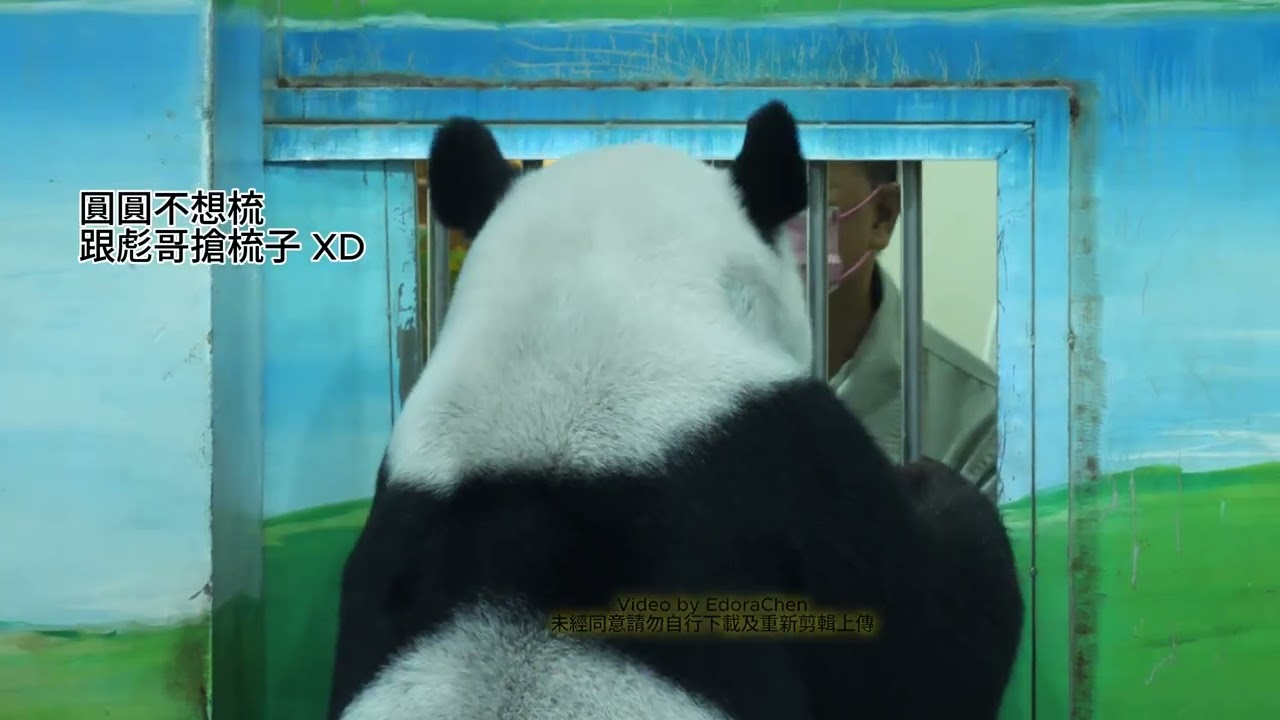 2025.08.13彪哥回來了 The giant panda YuanYuan、YuanZai and their keeper daddy #大貓熊 #圓圓 #圓仔