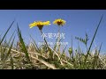 卒業写真(Cover)