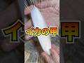 リクガメにイカ与えてみた