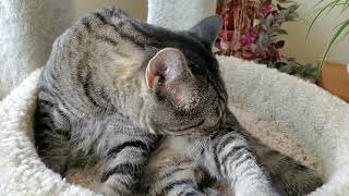 Feline Observational Video - Cat Grooming.