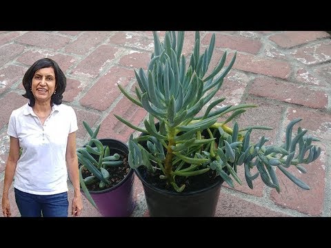 Video: Senecio Blue Chalk Plantepleie - Hvordan ta vare på Blue Chalk Sukkulenter