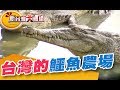 台灣竟有鱷魚農場！不用釣竿的神奇鏢魚術《新台灣大體驗》第193集