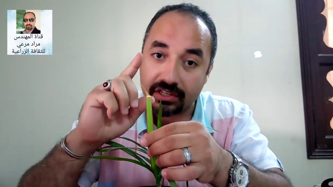 مسامير وبرادة الحديد و طرق الاستعمال لنباتات iron حلقة 175