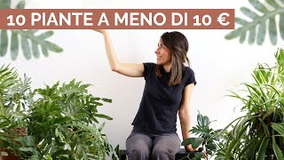 10 piante ECONOMICHE e di grande soddisfazione!