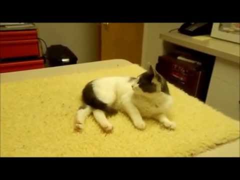 Video: Bartoneliozė (Cat Scratch Disease)