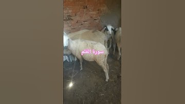 سورة القلم