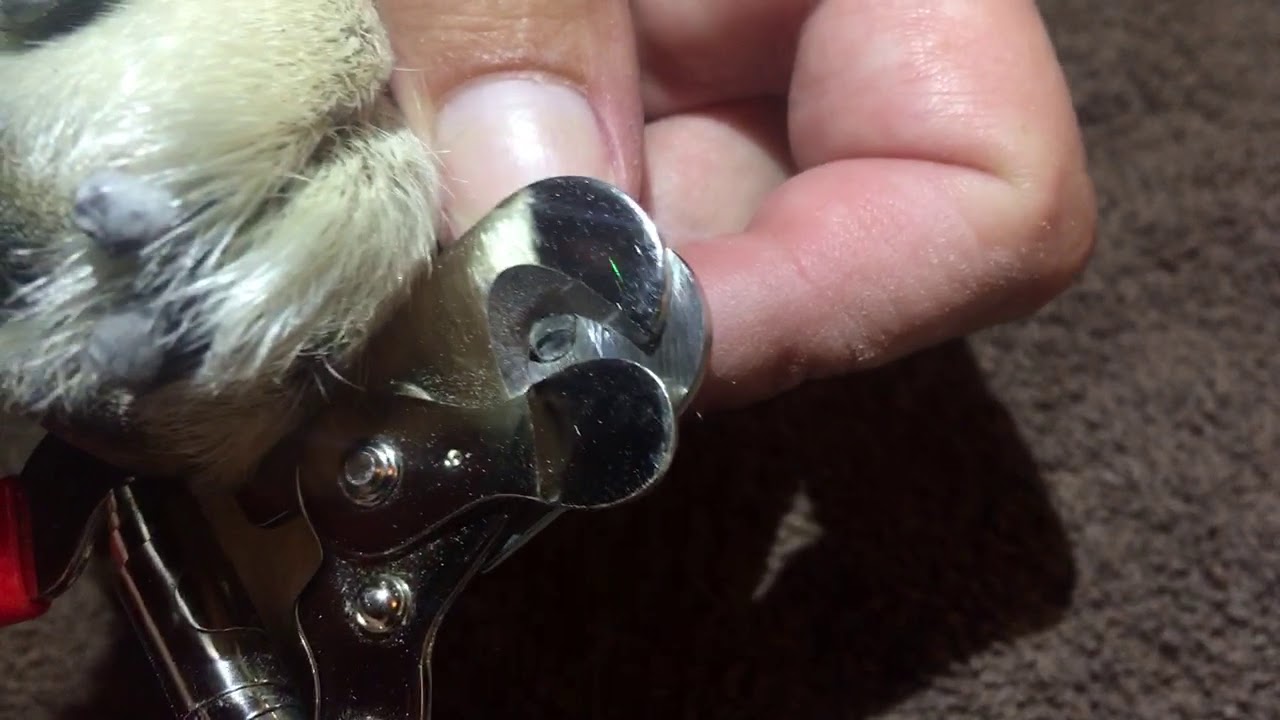 Close up clipping white dog nails - YouTube