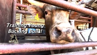First Time to have a Rider on Back! Training Bucking Bulls!