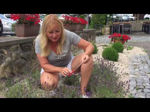 Video: Jak vytvořit levandulovou zahradu: zasazení zahrady levandulových květin