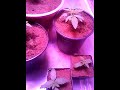 Homemade grow tent set up Homemade grow tent set up