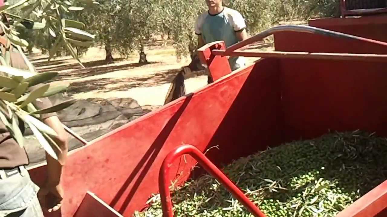 finca el pilar recogida de aceituna con cajon