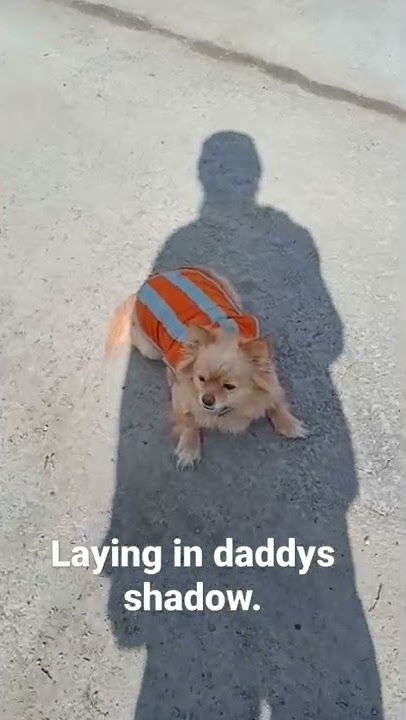 Shady Dog
