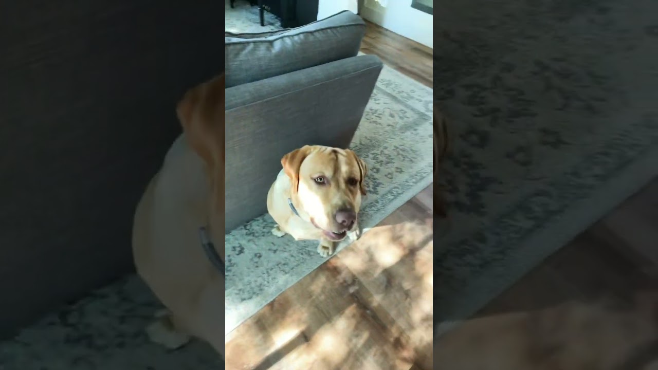 Oli the Lab Dog Jumps Up to get Treat YouTube