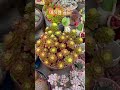 매니아님이 키우시는 매직쨈골드😁 #다육 #다육식물 #다육이키우기 #다육이 #다육초보 #succulents #다육화분 #多肉植物 #shorts